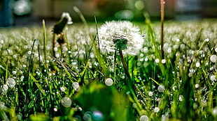 micro lens photography of dandelion